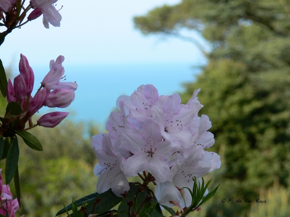 Bois des Moutiers (163) Mai 2012